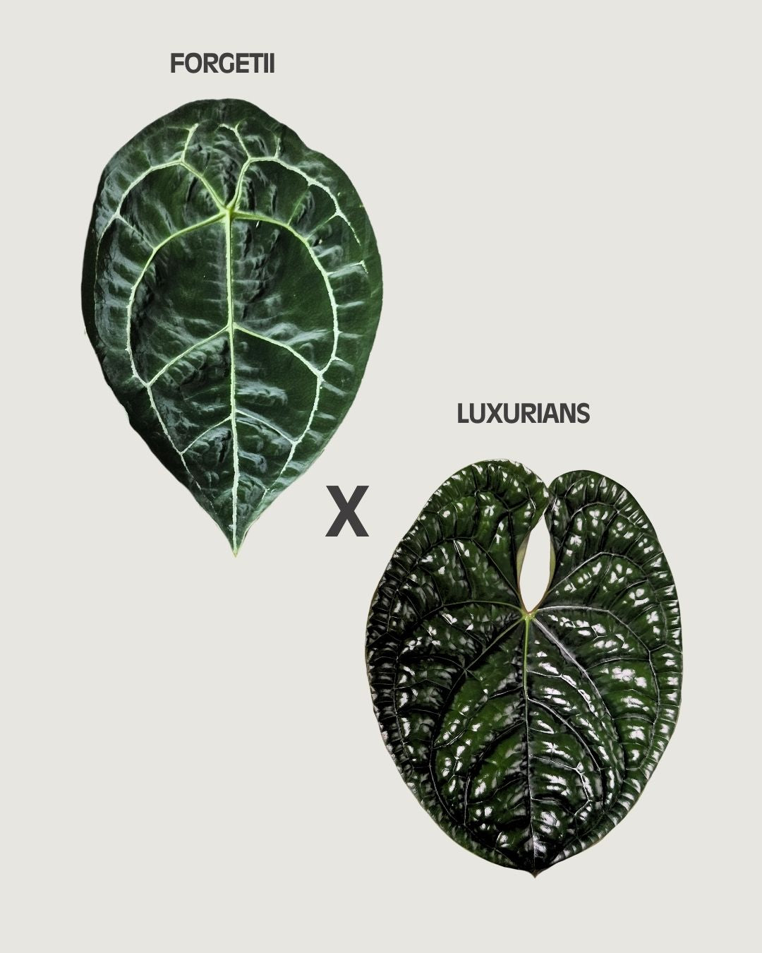 Anthurium forgetii x luxurians (3 pack)