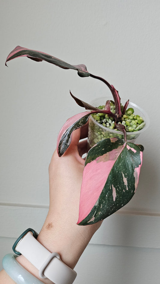 Philodendron Pink Prinecess 2